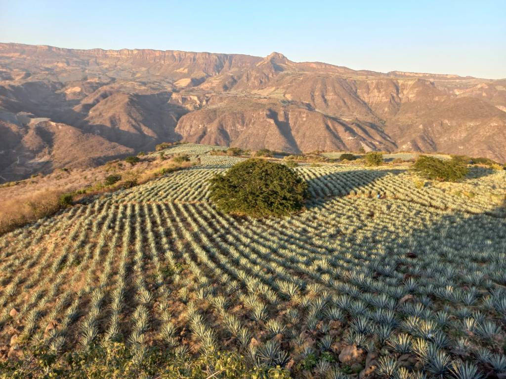 Convenio con aroma de café y&nbsp;agave