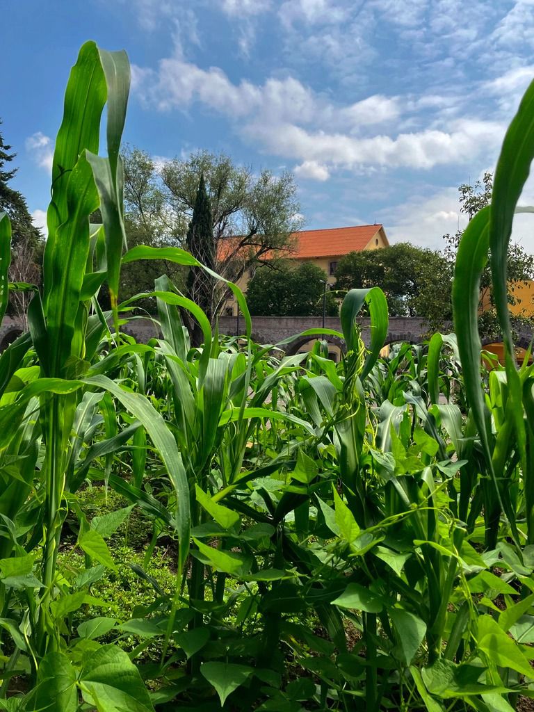 Celebrarán el Día Nacional del Maíz, en el Centro Cultural Los&nbsp;Pinos