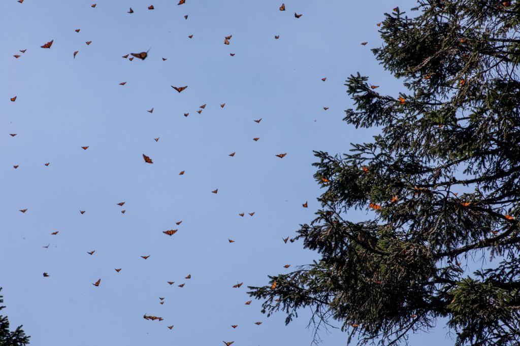 Abren los Santuarios de la Mariposa Monarca para la Temporada de Hibernación&nbsp;2025-2026