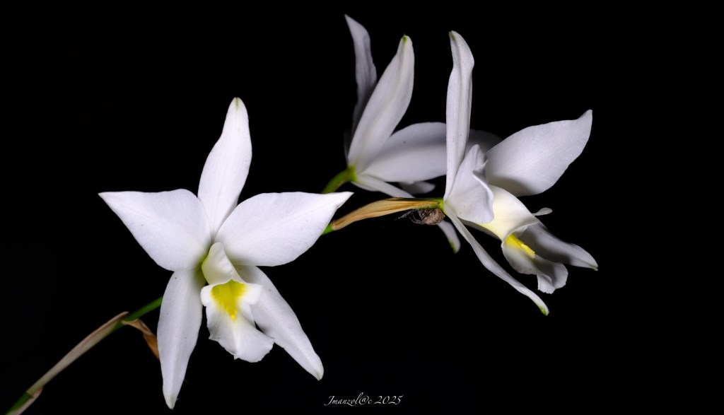 Exposición y venta de orquídeas en El Museo Franz&nbsp;Mayer