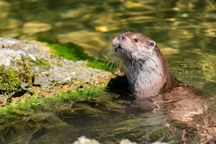 «La nutria que vive en el río de nuestro corazón», antología con causa&nbsp;ambiental