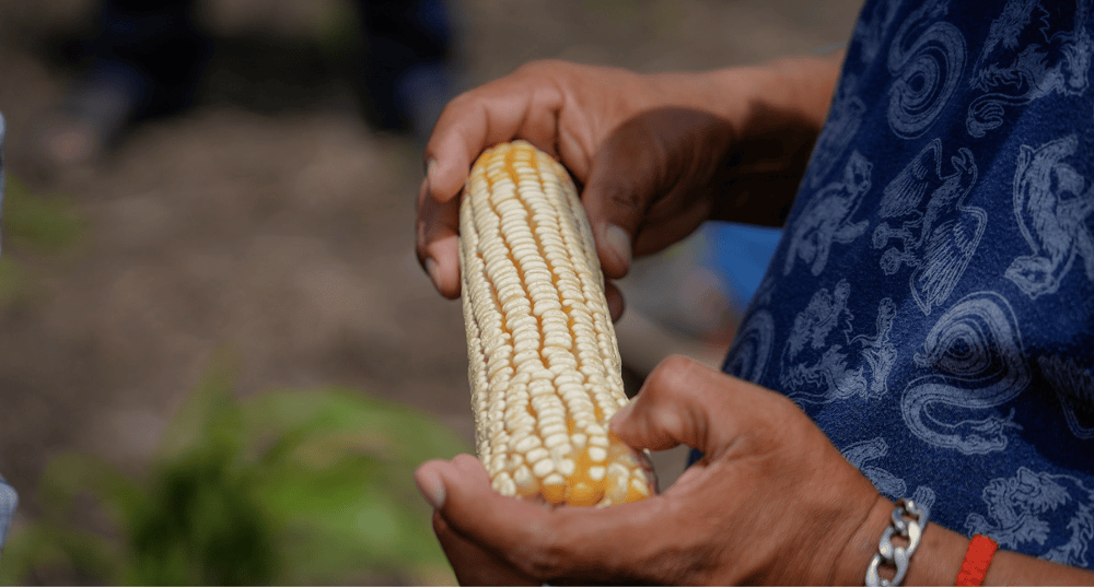 Maíz, semillas y cocina tradicional: una feria para descubrir la milpa en Los&nbsp;Pinos