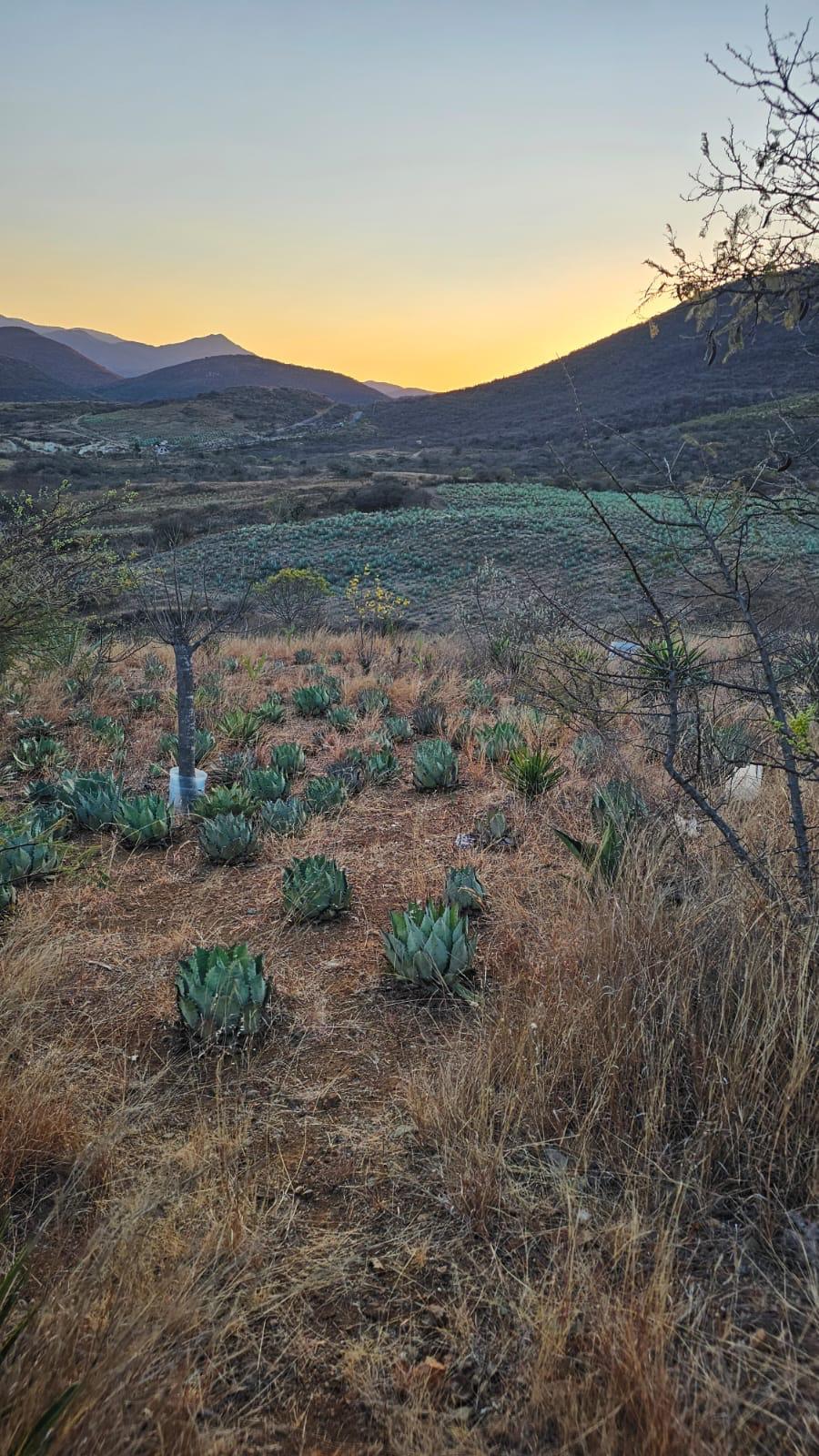 Piden revisar el IEPS para fortalecer a pequeños productores de bebidas mexicanas